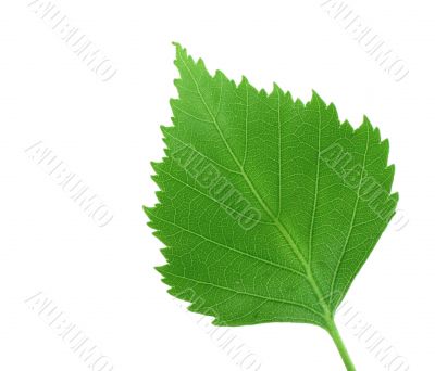 green leaf on pure white background