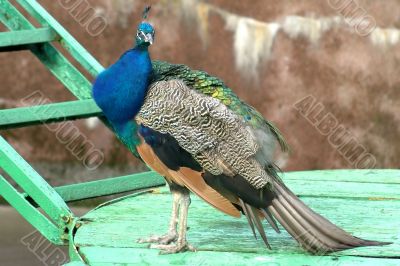 Peacock on the photo-session 3