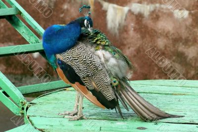 Peacock on the photo-session 1