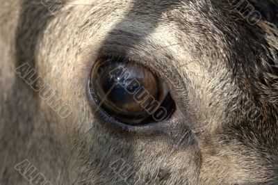 Eyes of the deer