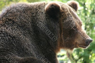 Brown bear 2