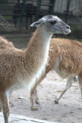 Animal is the lama 4