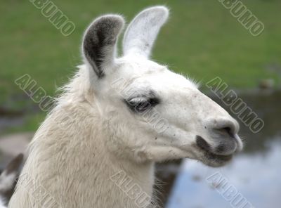 Animal is the lama 3