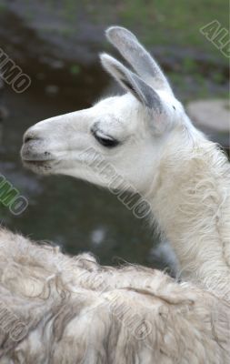 Animal is the lama 1