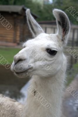 Animal is the lama