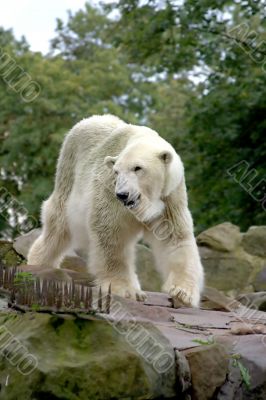 Polar bear 2
