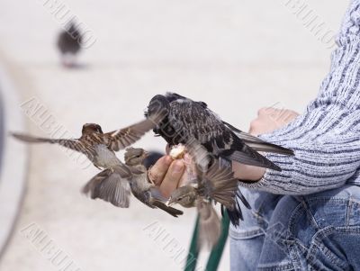 Feeding of birds by bread from hands