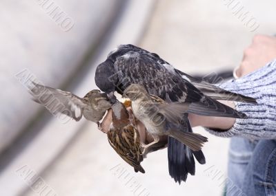 Feeding of birds by bread from hands