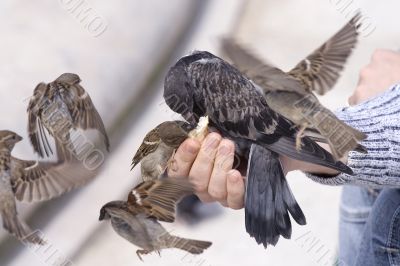 Feeding of birds by bread from hands
