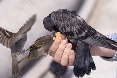 Feeding of birds by bread from hands