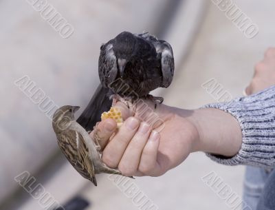 Feeding of birds by bread from hands
