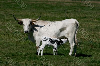 mom and calf