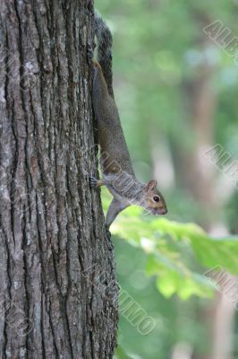 Grey Squirrel in Tree