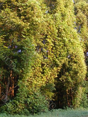 Vines over grow trees