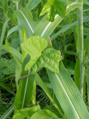 Weeds Weeds