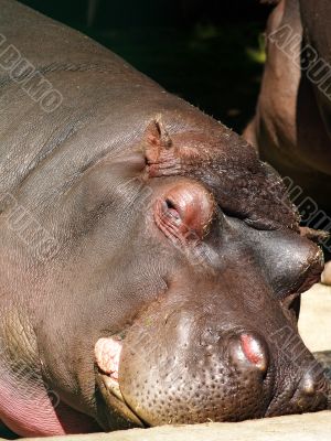 lazy hippo
