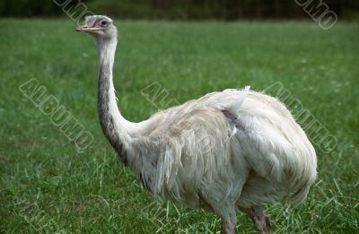 Ostrich