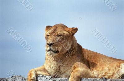 Female Lion