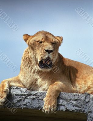 Female Lion