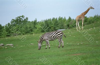 Giraffe and Zebra