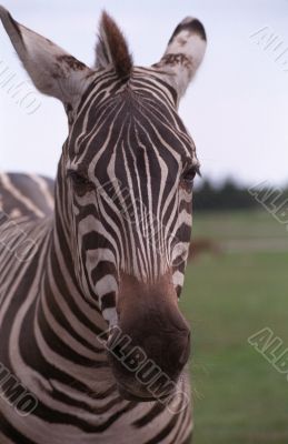 Zebra