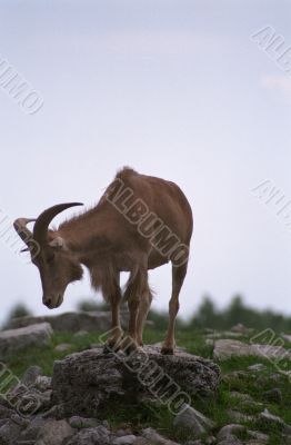 Goat on a Rock