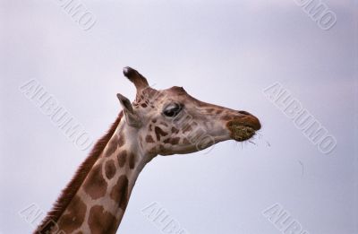 Giraffe