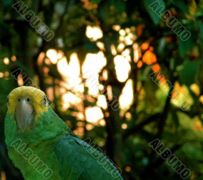 Exotic Wild Green Parrot, Mexico