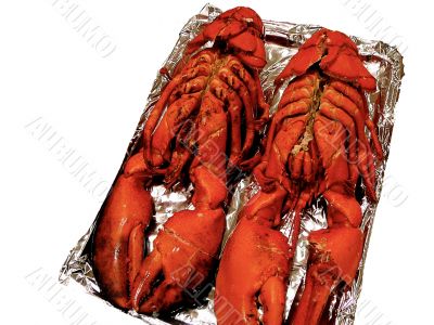 Two 3 Pound Lobsters