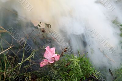 Flower in to the smoke 1