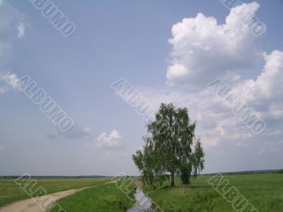 lonesome costing birch lonesome costing birch