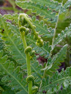 Sprout and fern Sprout and fern