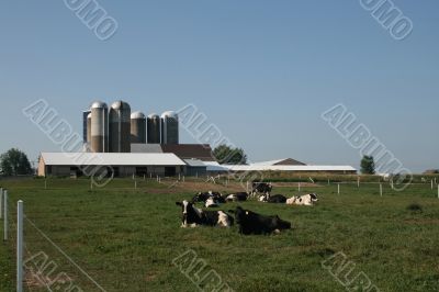 modern dairy farming