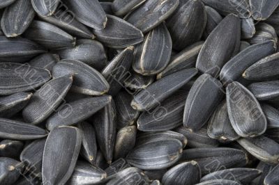 Large sunflower seeds