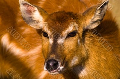 Startled Deer - Animal Fear