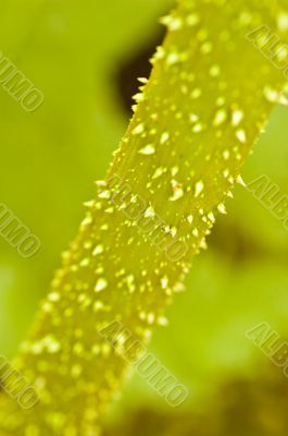 Thorny plant Stem Macro