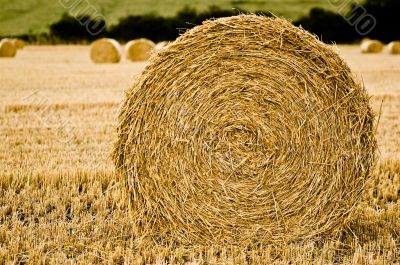 Harvested Straw Bale