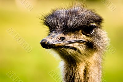 Emu Close Up Head Portrait