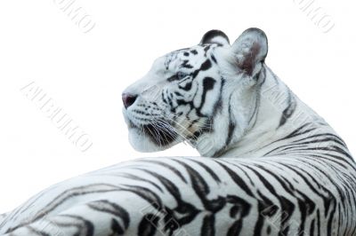 White Bengal tiger, isolated white
