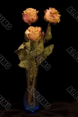 Dry roses in vase
