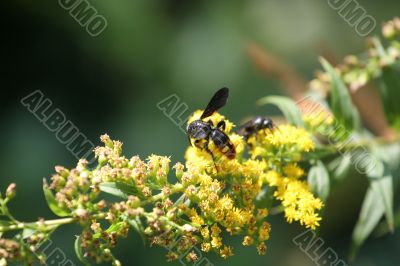 Wasp on Yellow Flowers
