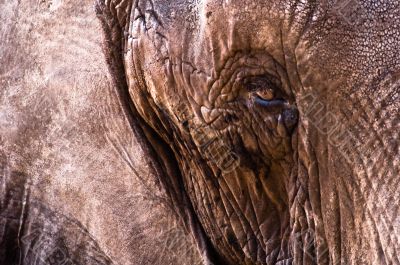Elephant Leather Skin Close-Up