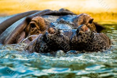 Hippopotomus Swimming in Water