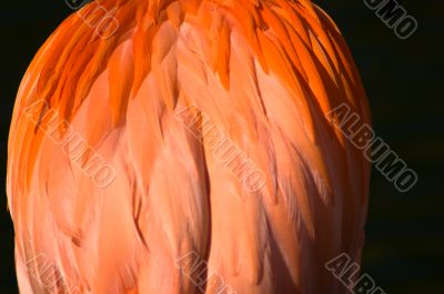 Flamingo Boa Bird Feathers