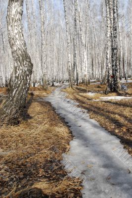 Footpath in spring forest