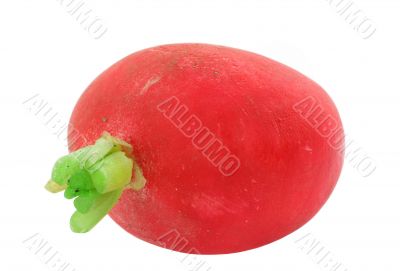 radish - pure white background