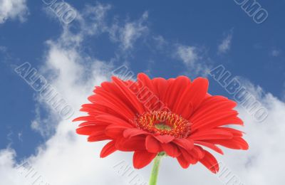 red gerbera against beautiful sky