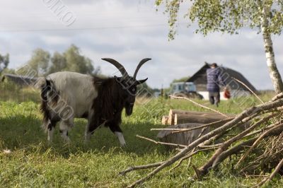 village goat