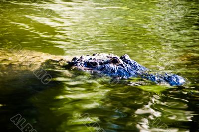 Alligator  - Reptile Hunting