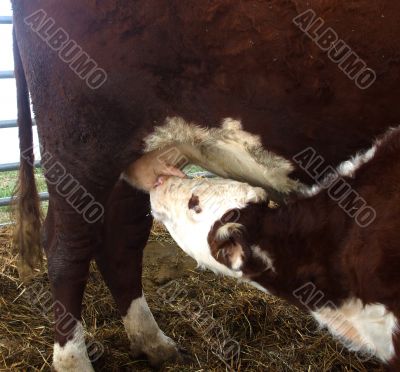 Hungry Calf